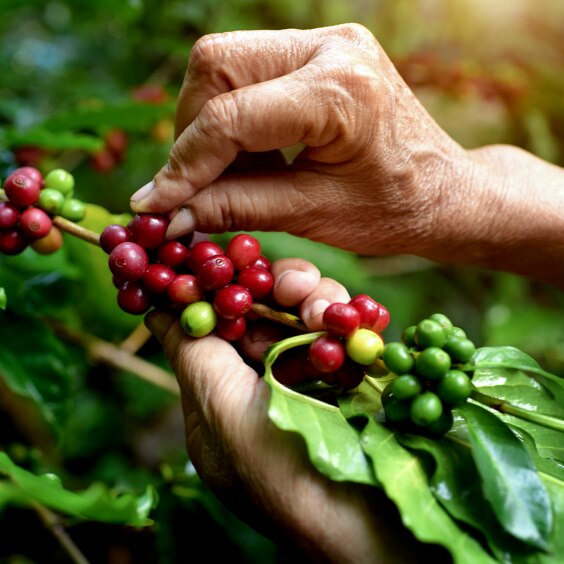 Ručno branje zrna kafe